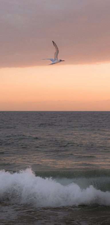 Gaviota Gaviota volando sobre el océano durante el atardecer.