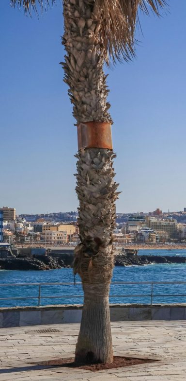 Palmera Palmera en la costa con mar y paisaje urbano de fondo.